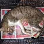 envenenan-a-33-gatos-en-refugio-de-veracruz-con-veneno-letal-denuncian-17611717500