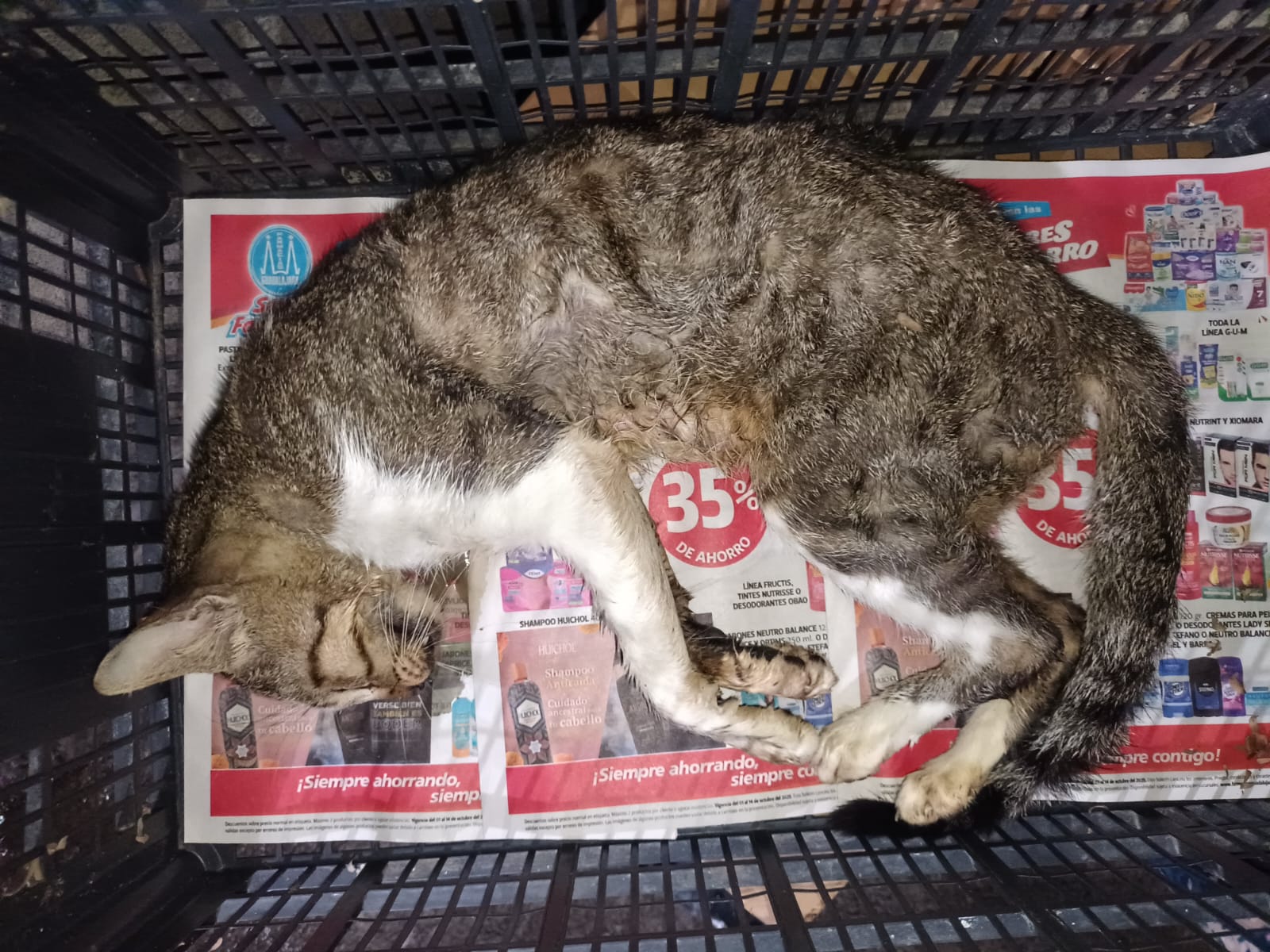 envenenan-a-33-gatos-en-refugio-de-veracruz-con-veneno-letal-denuncian-17611717500