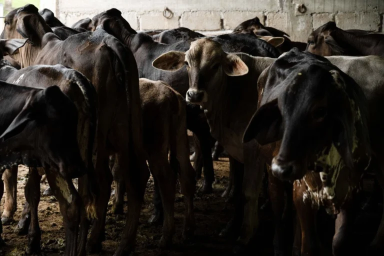 se-espera-un-proximo-acuerdo-con-eu-para-reapertura-fronteriza-al-ganado-vacuno_58a8624c-6847-4180-943e-5ab334d1bf96_medialjnimgndimage=fullsize